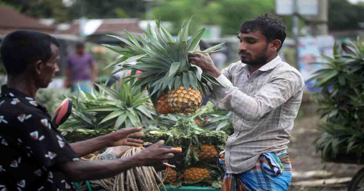 Pineapple Capital abuzz in peak season